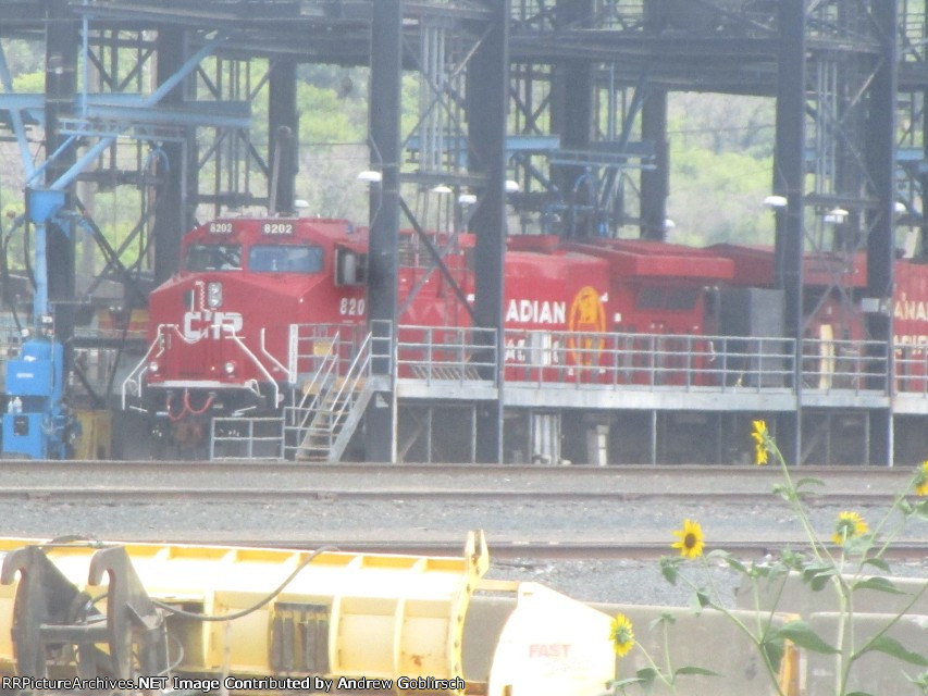 CP 8202